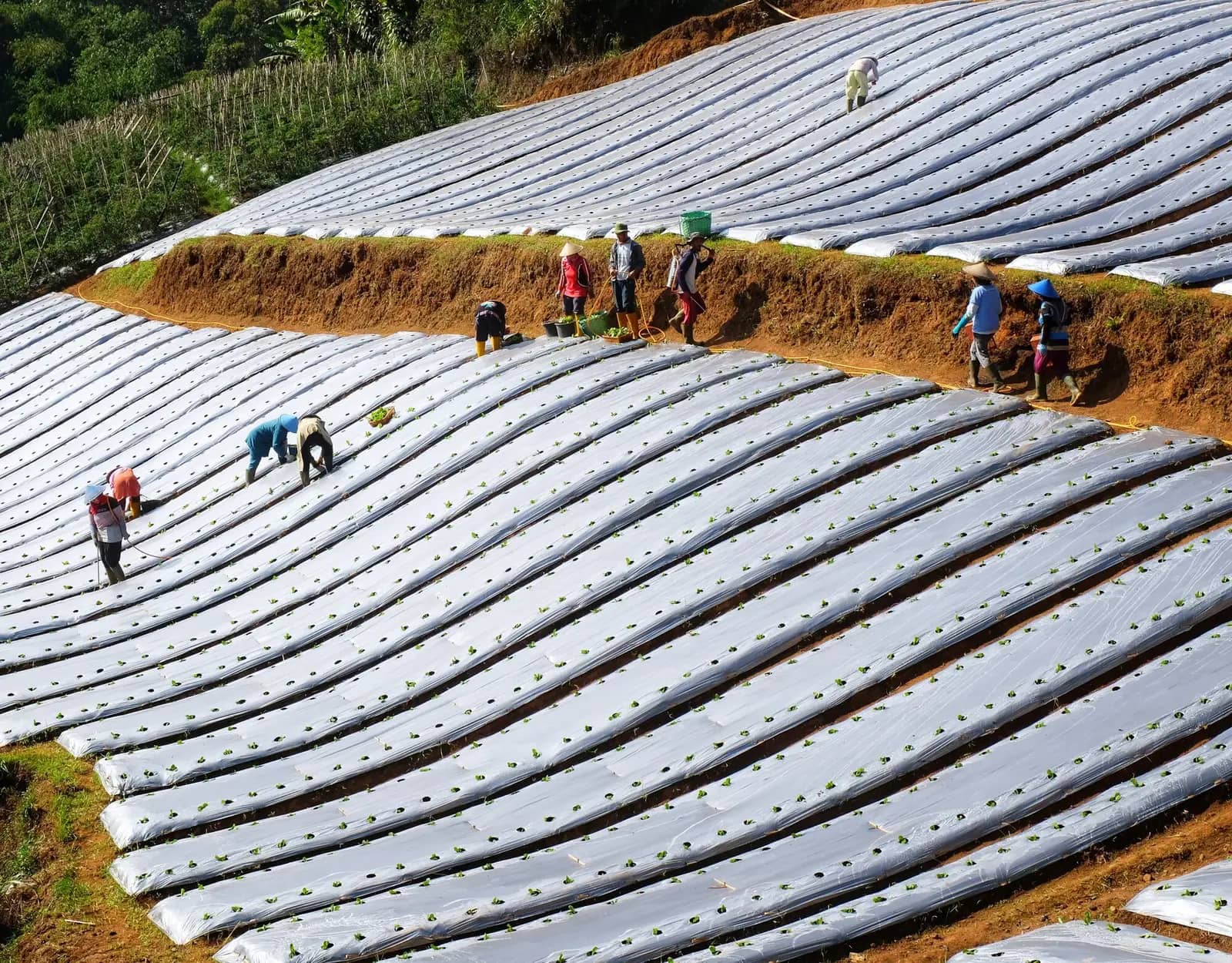 Farmers working on agricultural fields